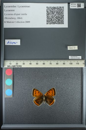 Media type: image;   Entomology 183402